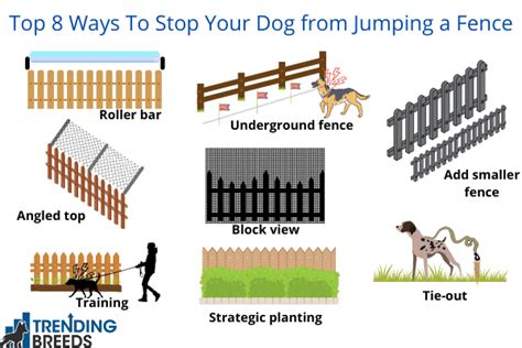 stop dog from peeing on fence